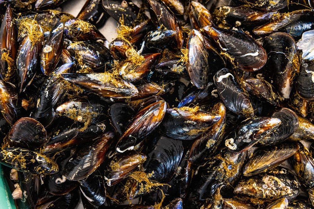 Miesmuscheln aus dem Sortiment